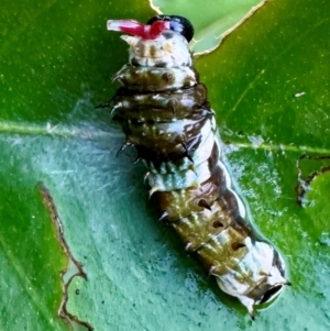 Papilio aegeus at Wingecarribee Local Government Area - suppressed