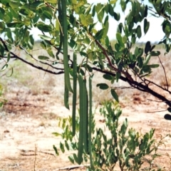 Cassia brewsteri (Leichhardt Bean, Brewster's Cassia) at Dingo, QLD - 20 Nov 1997 by davidcunninghamwildlife