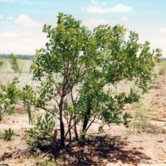 Cassia brewsteri at Dingo, QLD - 20 Nov 1997 01:00 PM