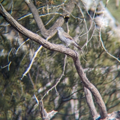 Climacteris affinis (White-browed Treecreeper) at Gluepot Reserve - 6 May 2024 by Darcy