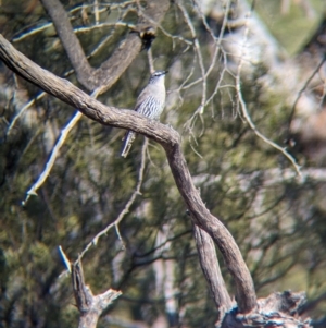 Climacteris affinis at Gluepot, SA - 6 May 2024 02:48 PM