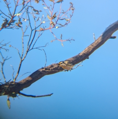 Pardalotus striatus (Striated Pardalote) at Gluepot Reserve - 6 May 2024 by Darcy