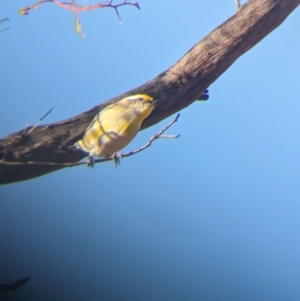 Pardalotus striatus at Gluepot, SA - 6 May 2024 03:17 PM