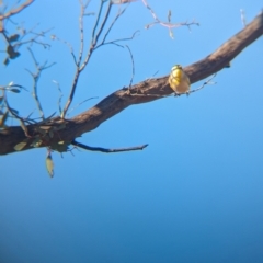 Pardalotus striatus at Gluepot, SA - 6 May 2024 03:17 PM