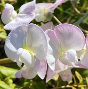 Lathyrus latifolius at Australian National University - 26 Mar 2024 03:48 PM