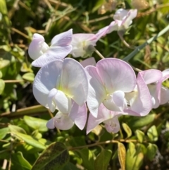 Lathyrus latifolius at Australian National University - 26 Mar 2024 03:48 PM