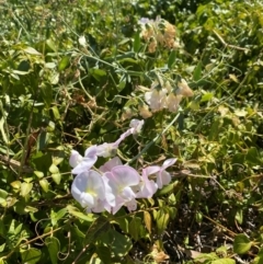 Lathyrus latifolius at Australian National University - 26 Mar 2024