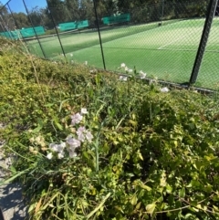 Lathyrus latifolius at Australian National University - 26 Mar 2024 03:48 PM