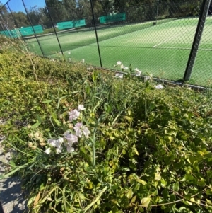 Lathyrus latifolius at Australian National University - 26 Mar 2024