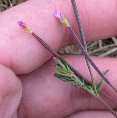Epilobium billardiereanum subsp. cinereum (Variable Willow-herb) at Garran, ACT - 23 Mar 2024 by Tapirlord