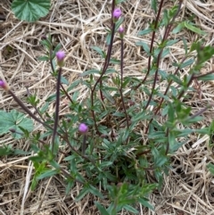 Epilobium billardiereanum subsp. cinereum at Garran, ACT - 23 Mar 2024 04:24 PM