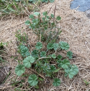 Epilobium billardiereanum subsp. cinereum at Garran, ACT - 23 Mar 2024 04:24 PM