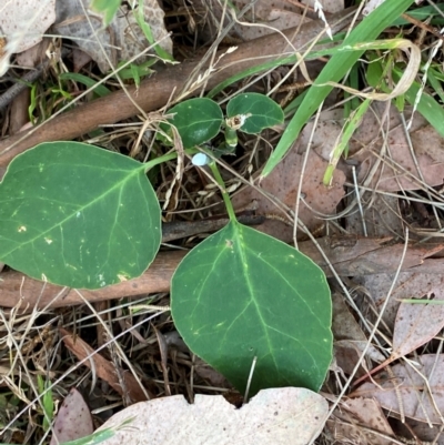 Araujia sericifera (Moth Plant) at Phillip, ACT - 23 Mar 2024 by Tapirlord