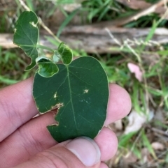 Araujia sericifera at Phillip, ACT - 23 Mar 2024