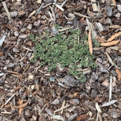 Euphorbia dallachyana (Mat Spurge, Caustic Weed) at Hughes, ACT - 23 Mar 2024 by Tapirlord