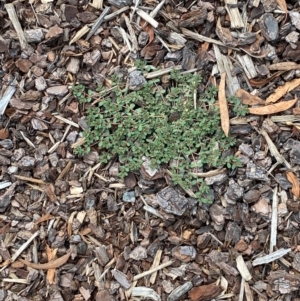 Euphorbia dallachyana (Mat Spurge, Caustic Weed) at Hughes, ACT by Tapirlord