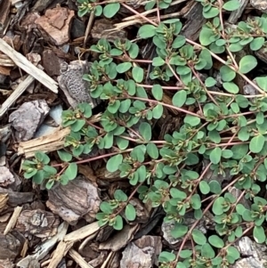 Euphorbia dallachyana at Hughes, ACT - 23 Mar 2024 12:04 PM