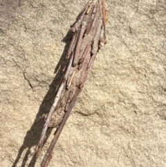 Metura elongatus (Saunders' case moth) at Phillip, ACT - 20 Mar 2024 by Tapirlord