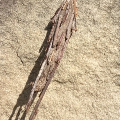 Metura elongatus (Saunders' Case Moth) at Phillip, ACT - 20 Mar 2024 by Tapirlord