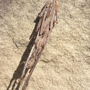 Metura elongatus (Saunders' case moth) at Phillip, ACT by Tapirlord