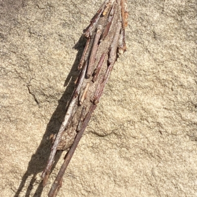Metura elongatus (Saunders' case moth) at Phillip, ACT - 20 Mar 2024 by Tapirlord