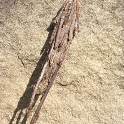 Metura elongatus (Saunders' Case Moth) at Phillip, ACT - 20 Mar 2024 by Tapirlord