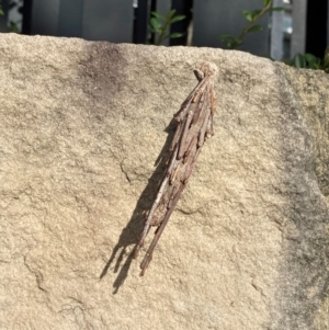 Metura elongatus at Phillip, ACT - 20 Mar 2024 05:12 PM