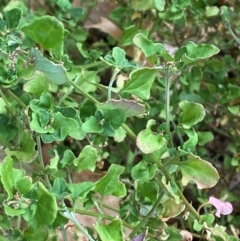 Einadia hastata (Berry Saltbush) at Canberra, ACT - 14 Mar 2024 by Tapirlord