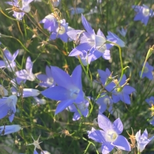 Wahlenbergia capillaris at Phillip, ACT - 5 Mar 2024