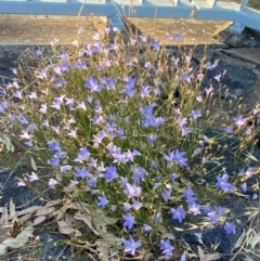 Wahlenbergia capillaris at Phillip, ACT - 5 Mar 2024 06:36 PM