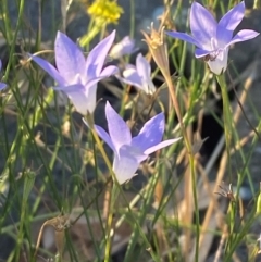 Wahlenbergia capillaris at Phillip, ACT - 5 Mar 2024 06:36 PM