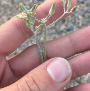 Senecio prenanthoides at Phillip, ACT - 5 Mar 2024 06:34 PM