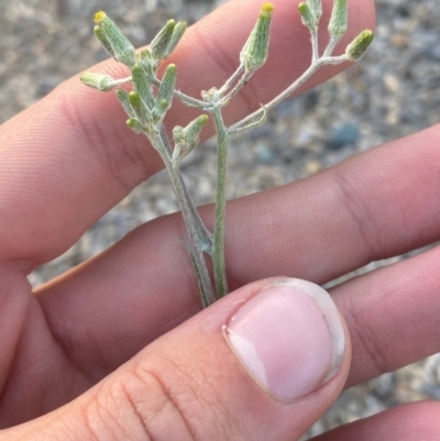 Senecio prenanthoides (Common Forest Fireweed) at Phillip, ACT - 5 Mar 2024 by Tapirlord