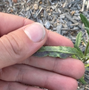 Senecio prenanthoides at Phillip, ACT - 5 Mar 2024 06:34 PM