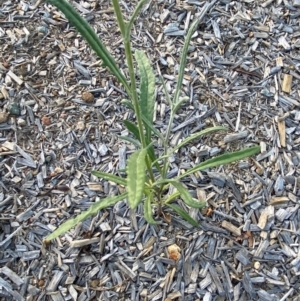 Senecio prenanthoides at Phillip, ACT - 5 Mar 2024 06:34 PM