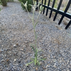 Senecio prenanthoides at Phillip, ACT - 5 Mar 2024 06:34 PM