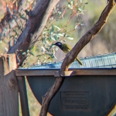 Nesoptilotis leucotis (White-eared Honeyeater) at Gluepot, SA - 6 May 2024 by Darcy