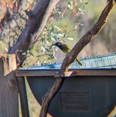 Nesoptilotis leucotis (White-eared Honeyeater) at Gluepot Reserve - 6 May 2024 by Darcy