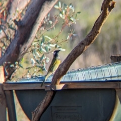 Nesoptilotis leucotis at Gluepot, SA - 6 May 2024