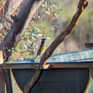 Nesoptilotis leucotis at Gluepot, SA - 6 May 2024 03:25 PM