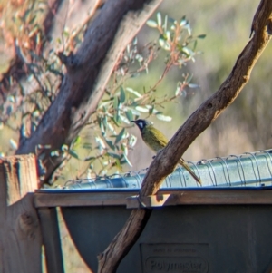 Nesoptilotis leucotis at Gluepot, SA - 6 May 2024