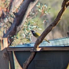 Nesoptilotis leucotis at Gluepot, SA - 6 May 2024