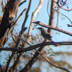 Acanthagenys rufogularis (Spiny-cheeked Honeyeater) at Gluepot Reserve - 6 May 2024 by Darcy