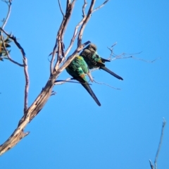 Psephotellus varius (Mulga Parrot) at Gluepot Reserve - 6 May 2024 by Darcy