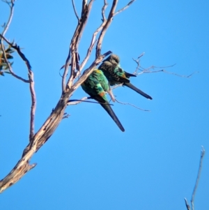 Psephotellus varius (Mulga Parrot) at Gluepot, SA by Darcy