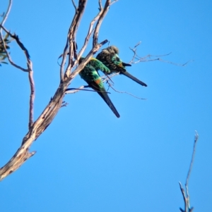 Psephotellus varius at Gluepot, SA - 6 May 2024