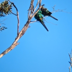 Psephotellus varius at Gluepot, SA - 6 May 2024