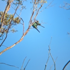 Psephotellus varius at Gluepot, SA - 6 May 2024 03:30 PM