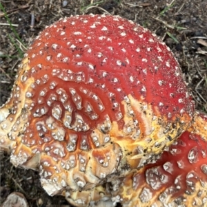 Amanita muscaria at Hughes, ACT - 1 Jun 2024 04:10 PM