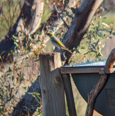 Ptilotula ornata (Yellow-plumed Honeyeater) at Gluepot Reserve - 6 May 2024 by Darcy